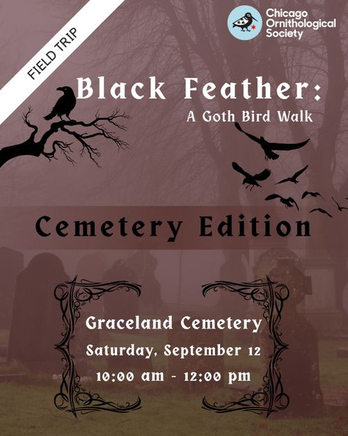 Black Feather: A Goth Bird Walk