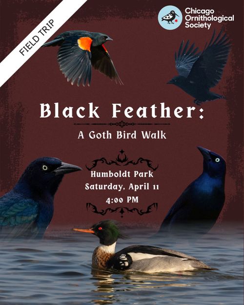 Black Feather: A Goth Bird Walk
