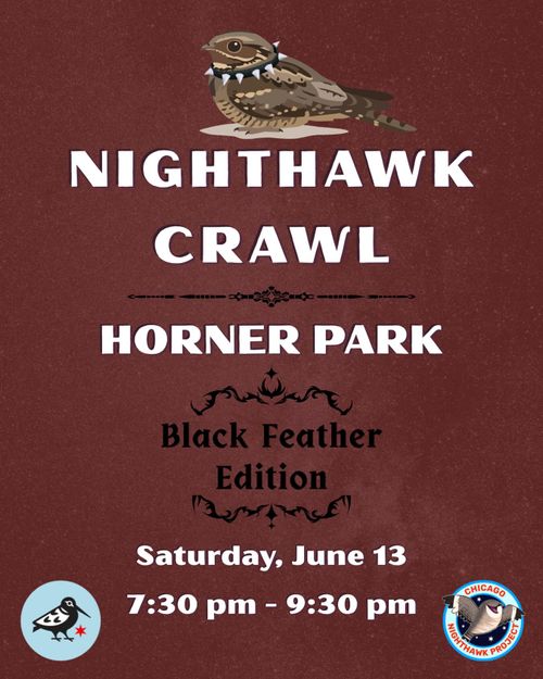 Nighthawk Crawl with 