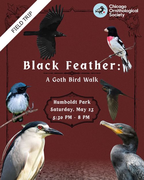Black Feather: A Goth Bird Walk